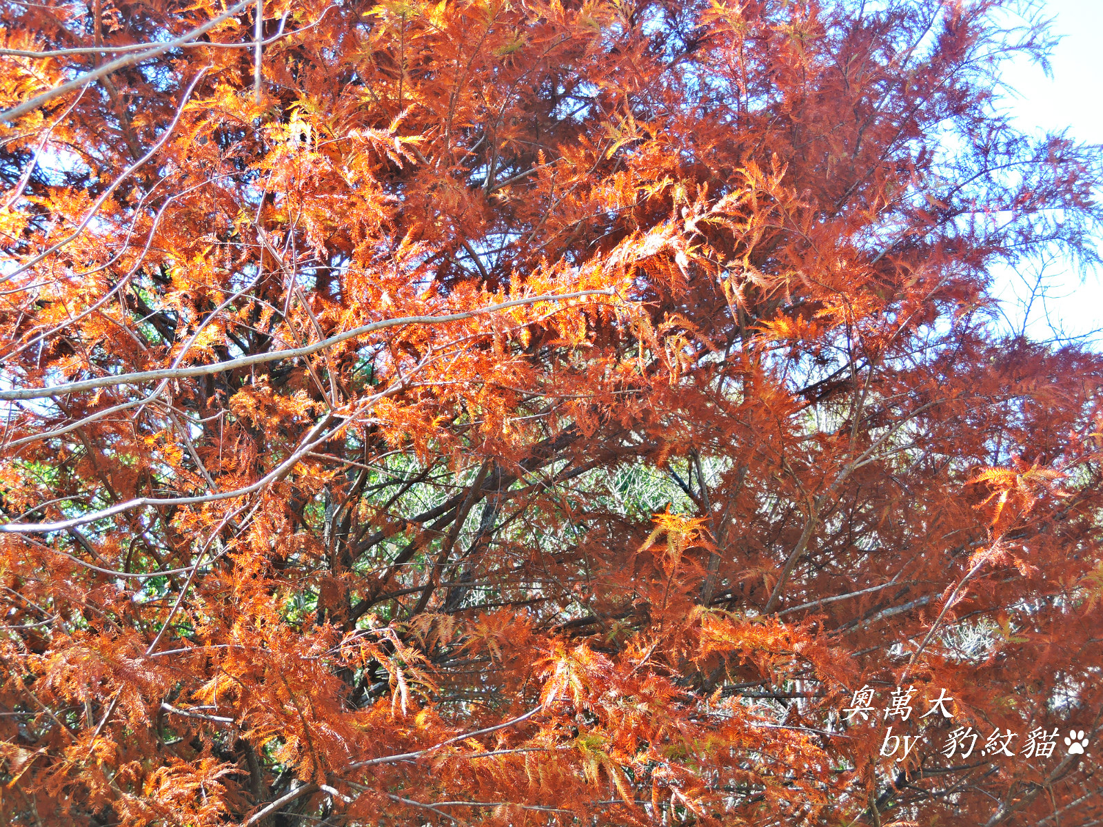 DSCN9839_meitu_41
