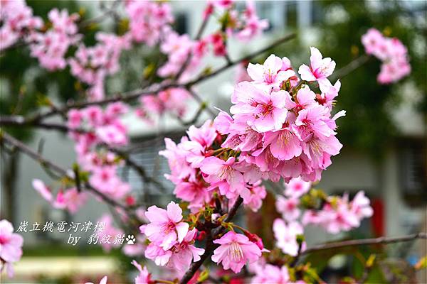 DSC_0613_meitu_13.jpg DSC_0613_meitu_13.jpg