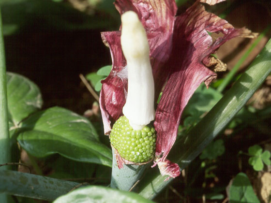 多多島_野花與小草_申跋