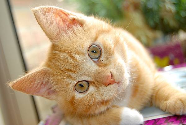 101438745-cat-conjunctivitis-causes.jpg