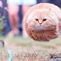 perfectly-timed-funny-cat-pictures-5.jpg