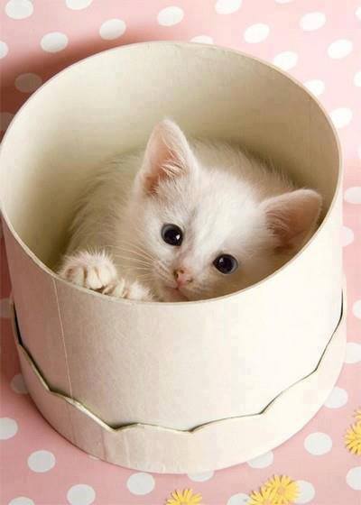 1002744_547908885246659_1512560446_n