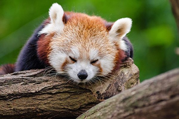 red-panda.jpg