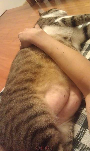 貓咪手枕