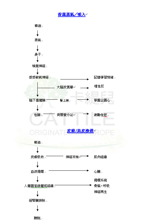 精油運作途徑