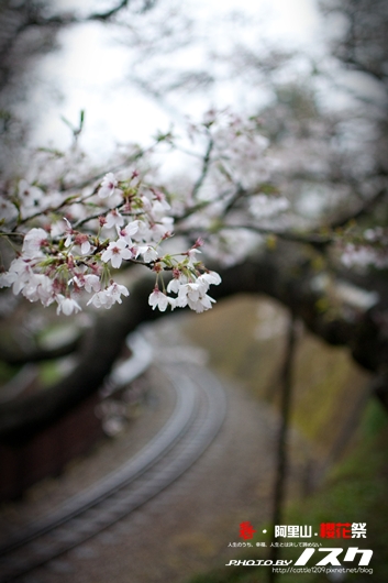 阿里山005-20100313嘉義.jpg