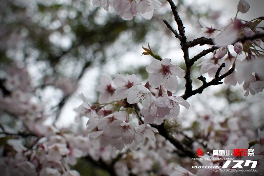 阿里山009-20100313嘉義.jpg