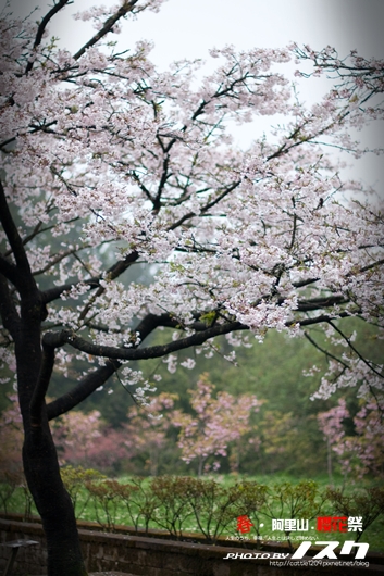 阿里山017-20100313嘉義.jpg