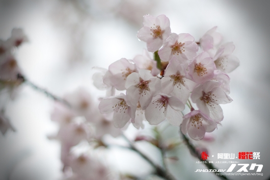 阿里山023-20100313嘉義.jpg