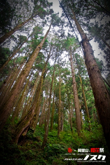 阿里山036-20100313嘉義.jpg