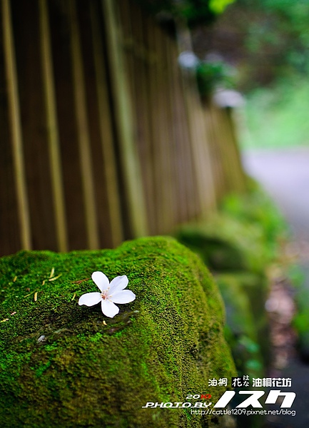 油桐花坊016-20100418苗栗.jpg