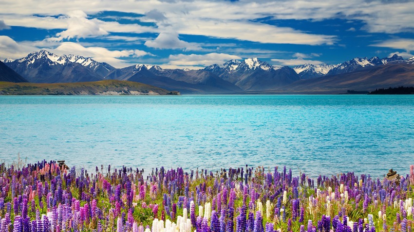 new-zealand-lake-tekapo_277
