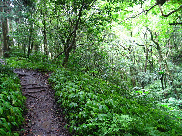 IMG_0218 其實很多地方路很平,坡度很緩,所以若不是那麼長,會更好走吧_resize.JPG