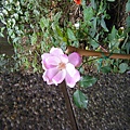 201101garden 012.jpg