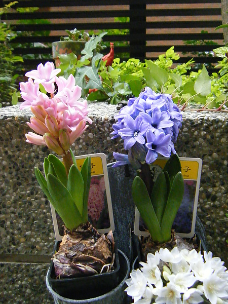 201012東京 004.jpg 201012東京 004.jpg