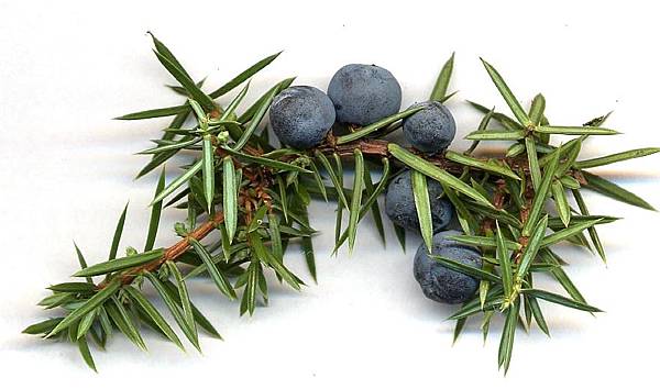 Juniperus_communis_cones.jpg