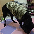 又發現新獵物？