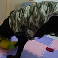 黃色身體綠色頭髮