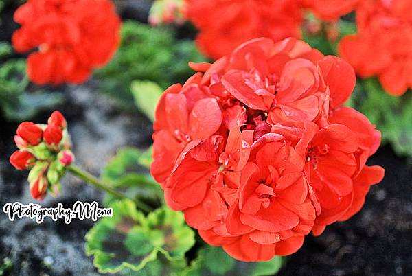 📷眼下的植物世界🌺🌿異香貴族~天竺葵。Pelargonia 