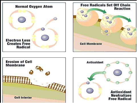 antioxidants-free-radical-body-fasting-guide