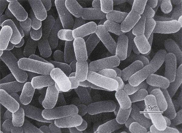 Lactobacillus casei (1)