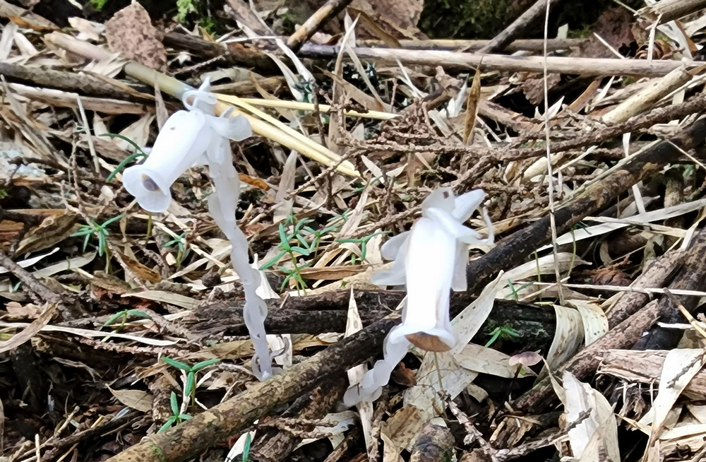 雪山西稜 D6-8～中雪山與230林道