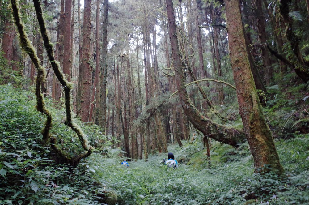 溪頭：嶺頭山、金柑樹山、溪頭山、竹崙山、志騰山