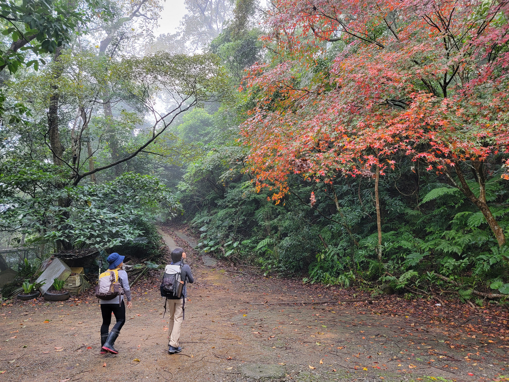 桃園金面山O形