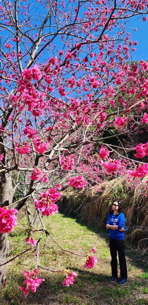 冬季的山區小旅行：南橫、福壽山、合歡溪古道