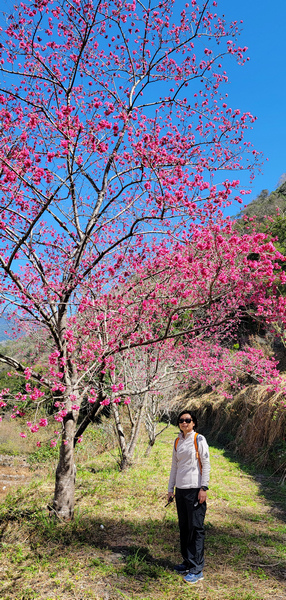 冬季的山區小旅行：南橫、福壽山、合歡溪古道