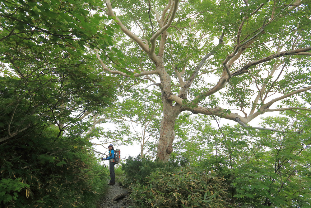 日本：後立山連峰之1～ 從八方尾根上唐松岳