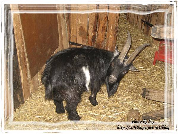 baby goat 024-2.jpg