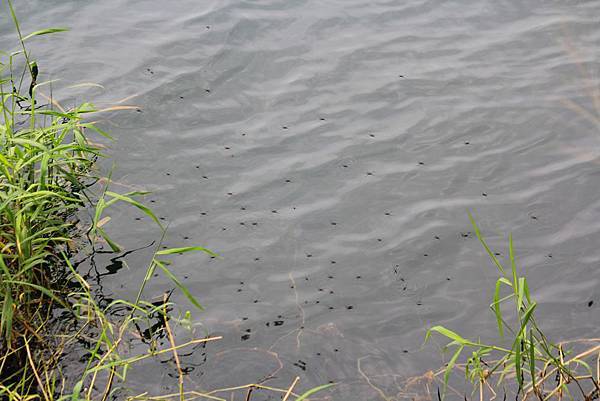 IMG_2598 IMG_2598