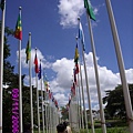 聯合國的各國國旗