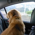 看著車窗外的風景是在車上最乖的時候