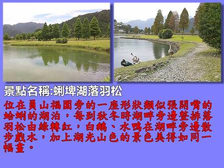 宜蘭44-蜊埤湖落羽松.jpg
