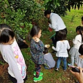芒果樹下帶小朋友玩植物小遊戲