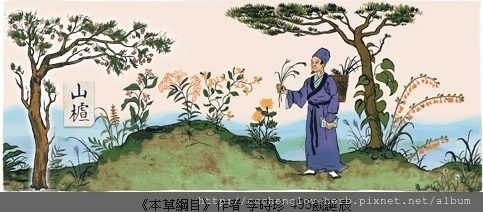 山楂 左邊第一個中藥是薔薇科的山楂，圖片中的%22樝%22應該是%22楂%22的古字，現在比較通俗的寫法是山楂。 山楂的原植物是一棵樹喔～不是草，之前朝駿去大陸有拍過山楂樹，葉子很像人的