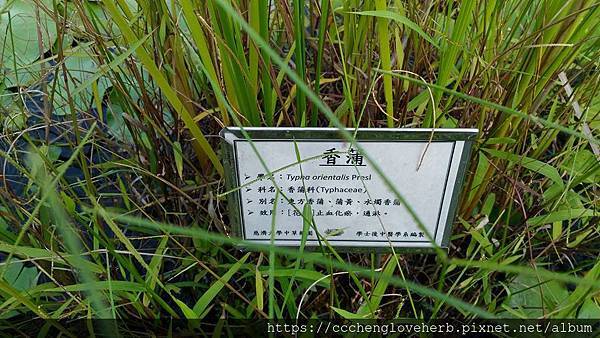 20160715-花蓮慈濟大學中草藥園解說16