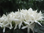 980417咖啡花001 (9).jpg 980417咖啡花001 (9).jpg
