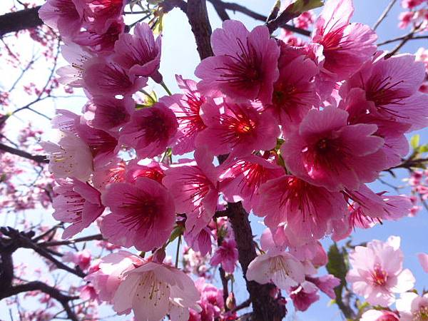 2015年1月 200.jpg 2015年1月 200.jpg