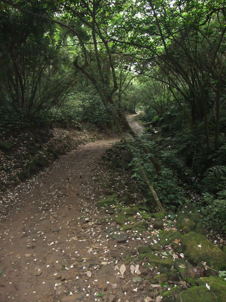 油桐花步道一景