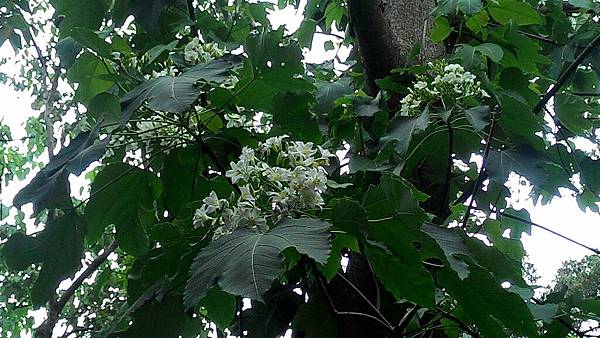 P_20170508_124305.jpg-393053325