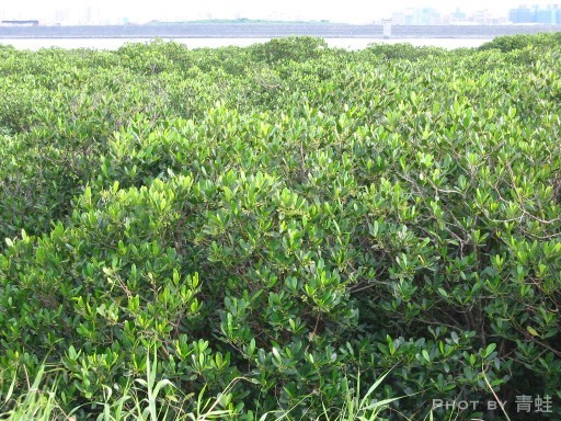 社子島•水筆仔