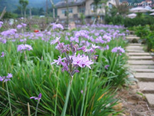 竹子湖•紫色花