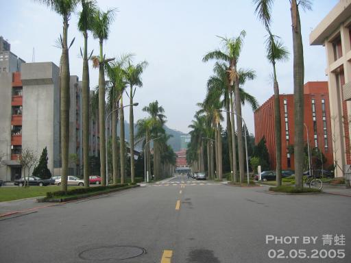 中研院.椰林小道