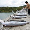 成排的飛魚