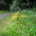 觀霧‧榛山步道