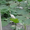 台北植物園