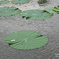 台北植物園